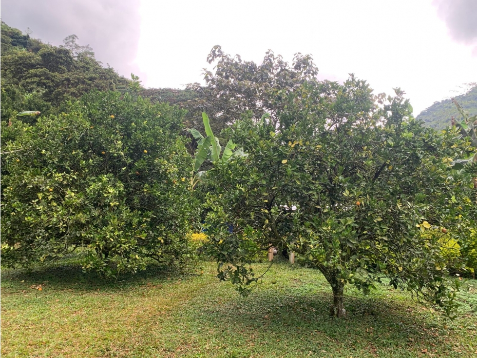 Se Vende Finca En Caicedonia - Valle Del Cauca - 6