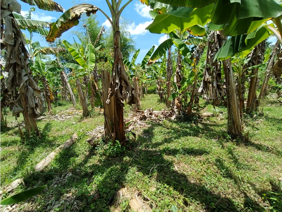 Se Vende Lote En Montenegro - Quindío — foto 6