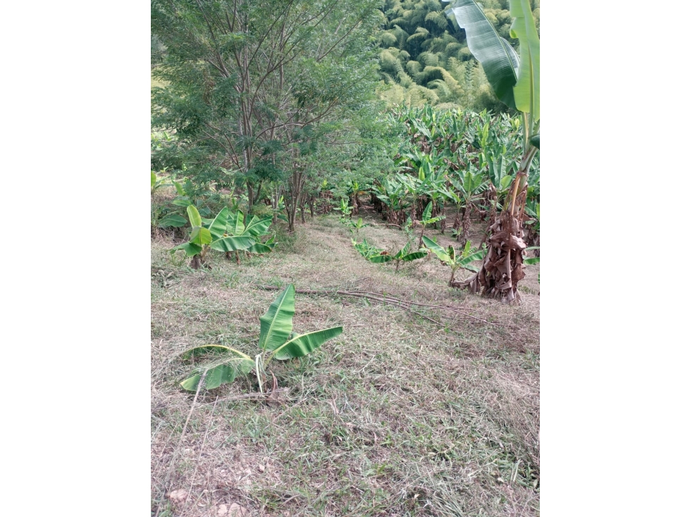 Se Vende Finca En la Celia - Risaralda - 5