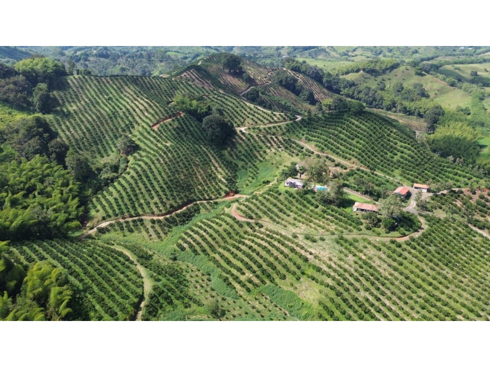 Se Vende Finca En Cítricos Vía Río Verde - Barragán - Quindío - 5