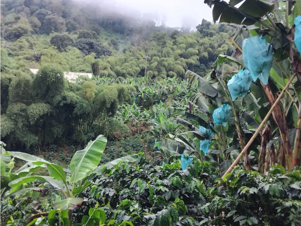 Se Vende Finca En Cordoba - Quindío — foto 2