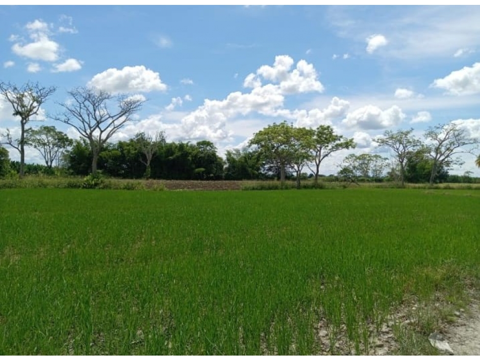 Se Vende Finca En Fuente de oro - Meta - 5