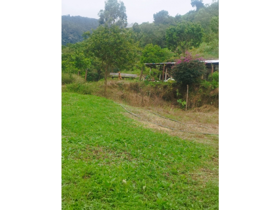 Se Vende Finca En Sevilla Valle del Cauca - 5