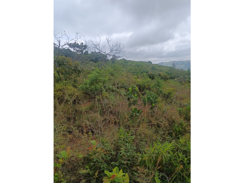 Se Vende Finca en San Luis - Ibague - 5