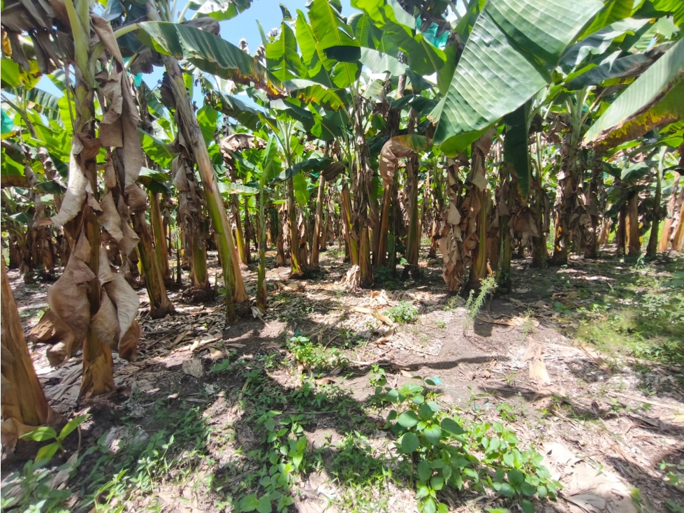 Se Vende Finca Ubicada en Armenia - Quindío. — foto 5