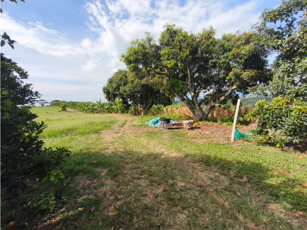 Se Vende Finca en Quimbaya - Quindío. - 5