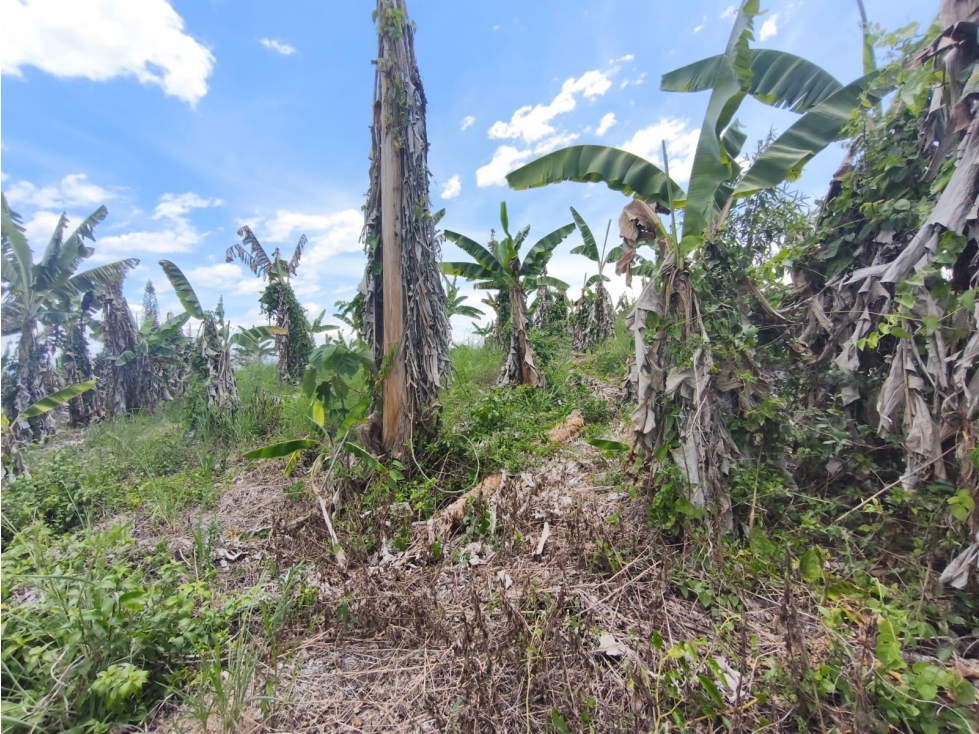 Se Vende Finca ubicada en la Via Pueblo Tapao - La Tebaida - Quindío. - 5