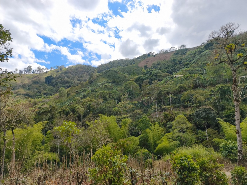 Se Vende Finca Ubicada en Genova - Quindío. - 5