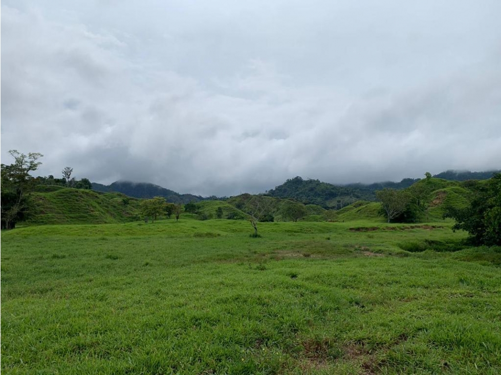 Se Vende Finca Ganadera En Puerto Boyaca - 4