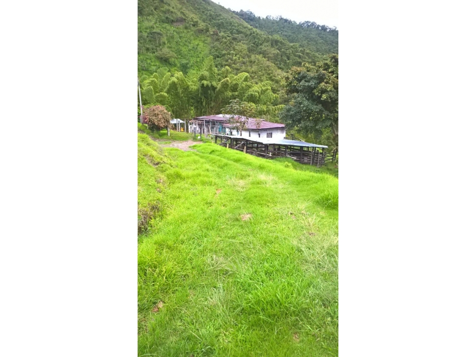 Se Vende Finca Ubicada en Génova - Quindío - 6