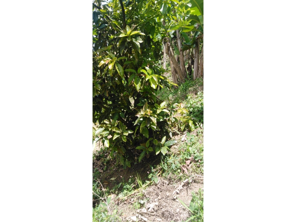Se vende Finca Ansermanuevo Valle del Cauca - 6