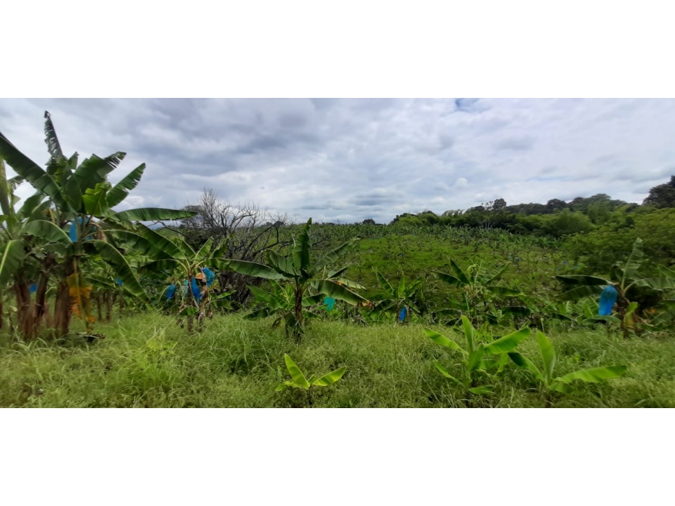Se vende Finca Pueblo Tapao Quindío - 6