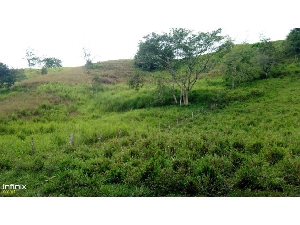 Se vende Finca La Uribe Valle del Cauca - 6