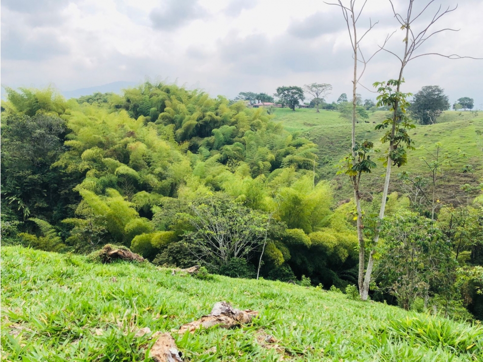 Se vende Lote S. Hojas Anchas Armenia Quindío — foto 5
