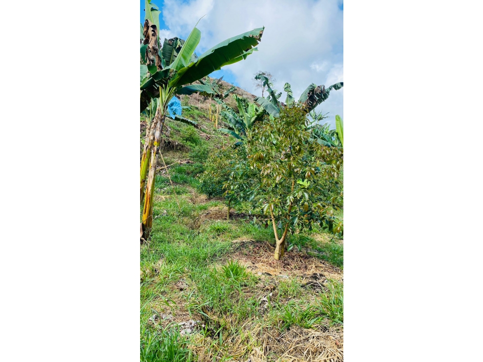 Se vende Finca Alban Valle del Cauca — foto 6