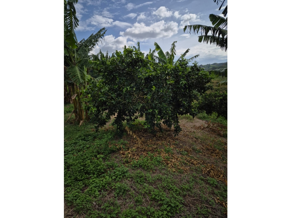 Se Vende Finca En Valle Del Cauca - 6