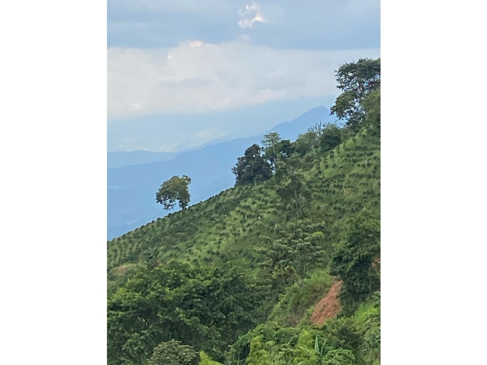 Se vende Finca En Caicedonia - Valle Del Cauca - 4