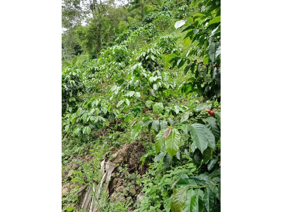 Se Vende Finca En Pijao Quindío - 6