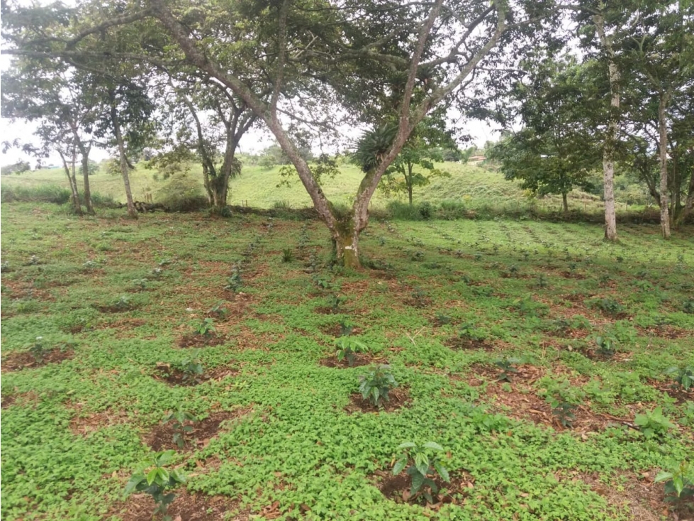 Se Vende Finca En Circasia - Quindío — foto 6