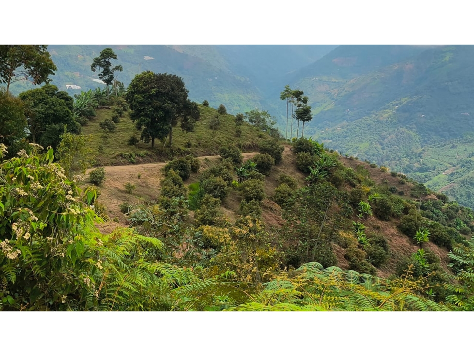 Se Vende Finca En Genova - Quindío - 1