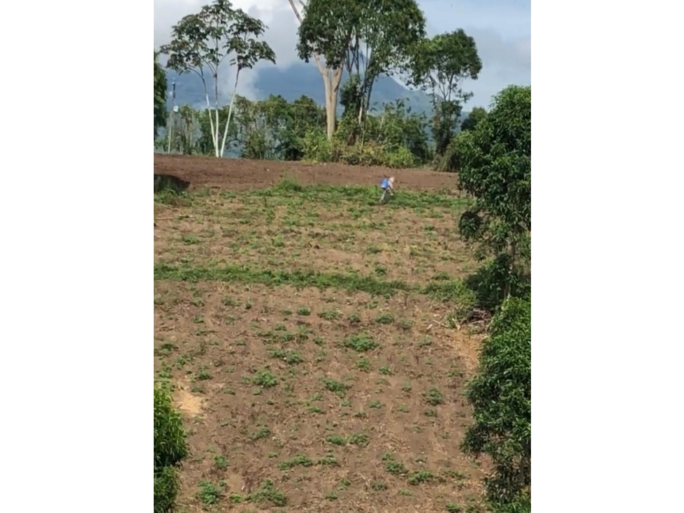 Se Vende Lote S. Panaca - Quimbaya - 2