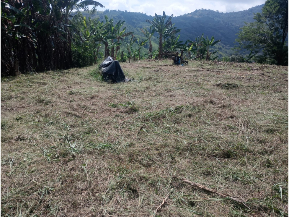 Se Vende Finca En la Celia - Risaralda - 6