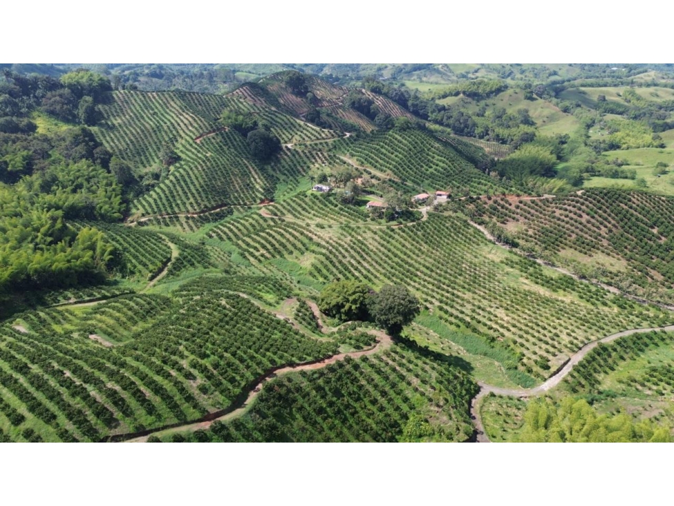 Se Vende Finca En Cítricos Vía Río Verde - Barragán - Quindío - 6