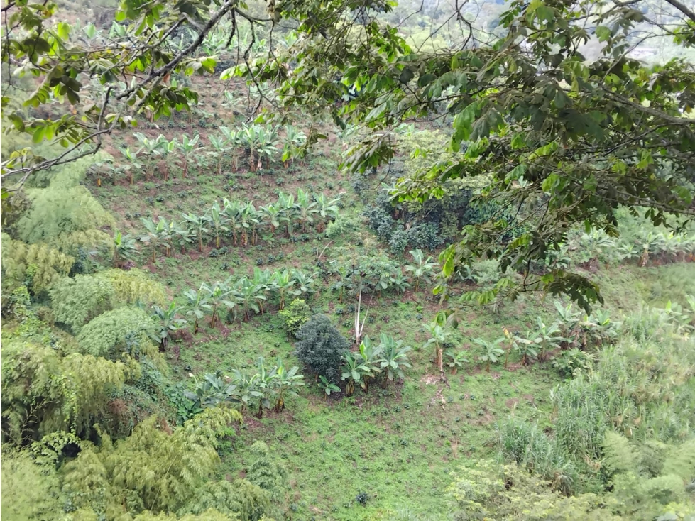Se Vende Finca En Cordoba - Quindío — foto 4
