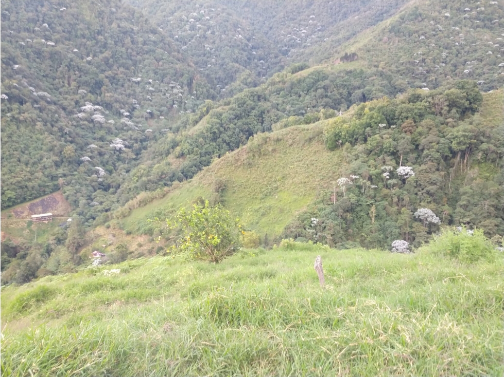 Se Vende Finca En Sevilla Valle del Cauca - 6