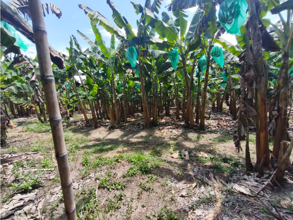 Se Vende Finca Ubicada en Armenia - Quindío. — foto 6