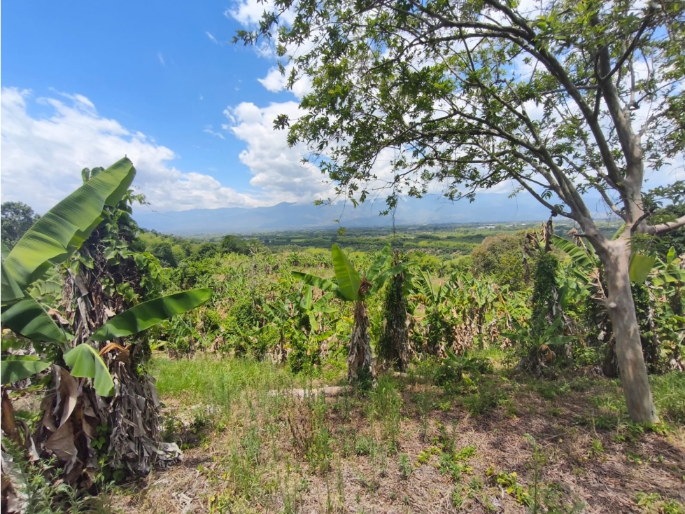 Se Vende Finca ubicada en la Via Pueblo Tapao - La Tebaida - Quindío. - 6