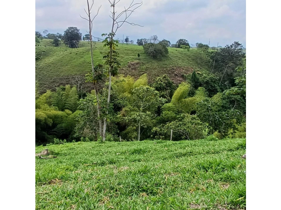 Se vende Lote S. Hojas Anchas Armenia Quindío — foto 6