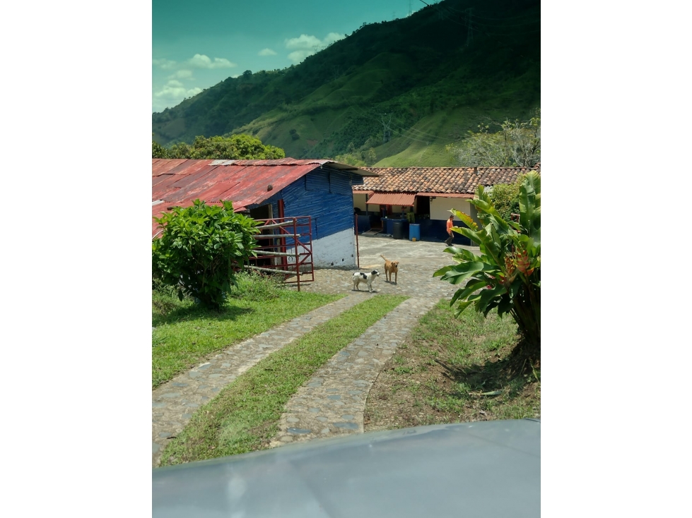 Se Vende Finca En Belalcázar Caldas - 6