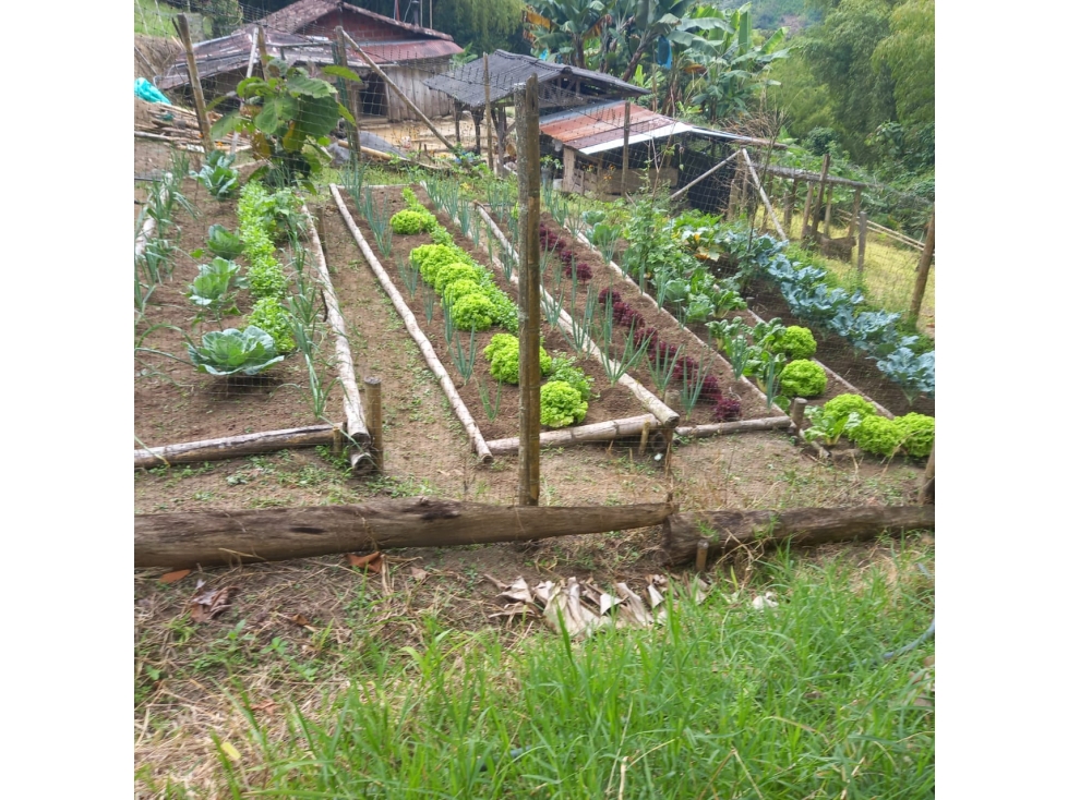 Se Vende Finca En Cordoba - Quindío - 4
