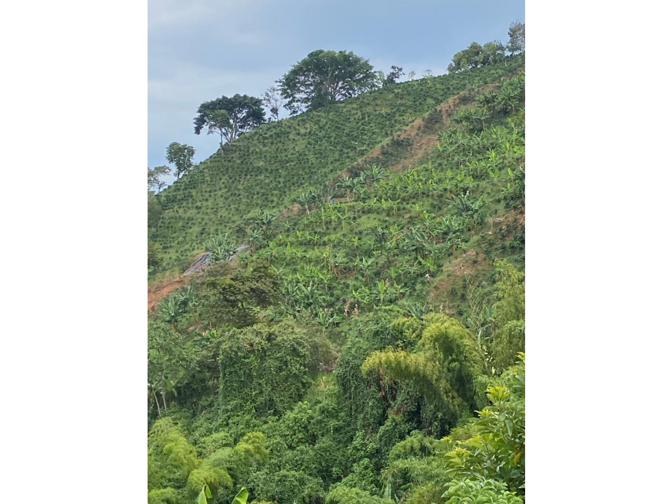 Se vende Finca En Caicedonia - Valle Del Cauca - 5