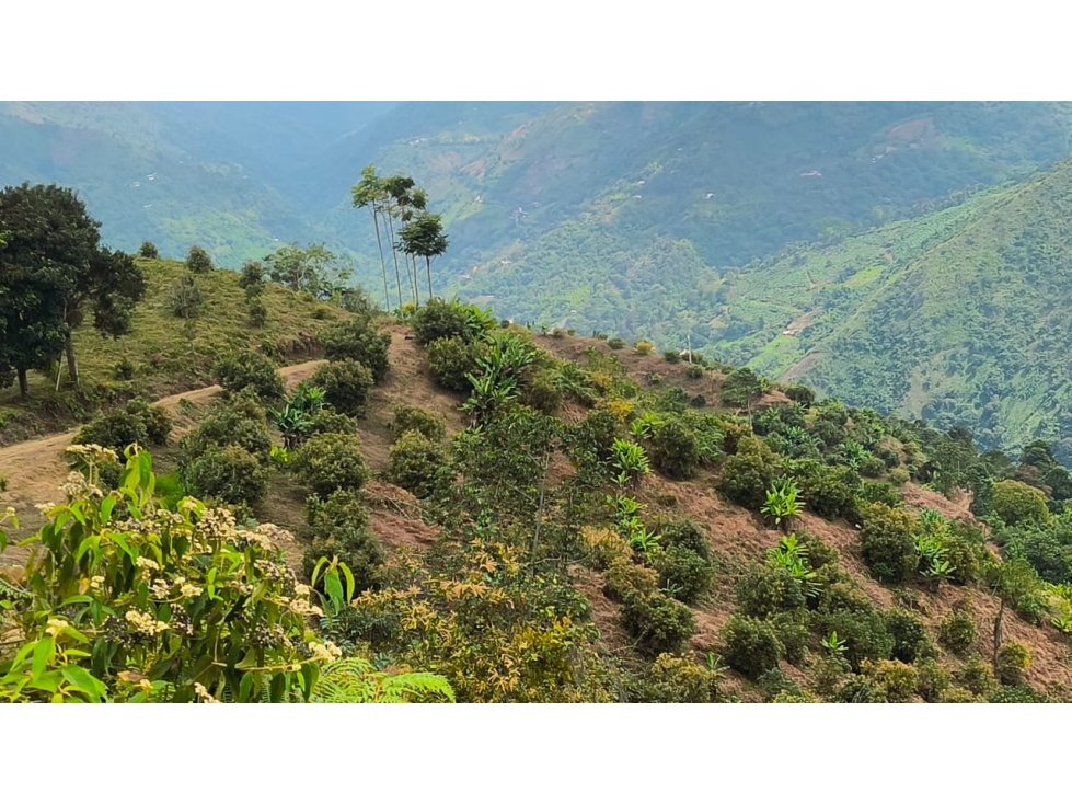 Se Vende Finca En Genova - Quindío - 2