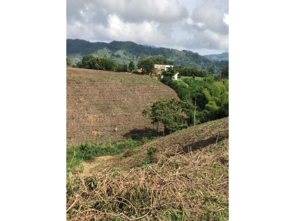 Se Vende Lote S. Panaca - Quimbaya - 4