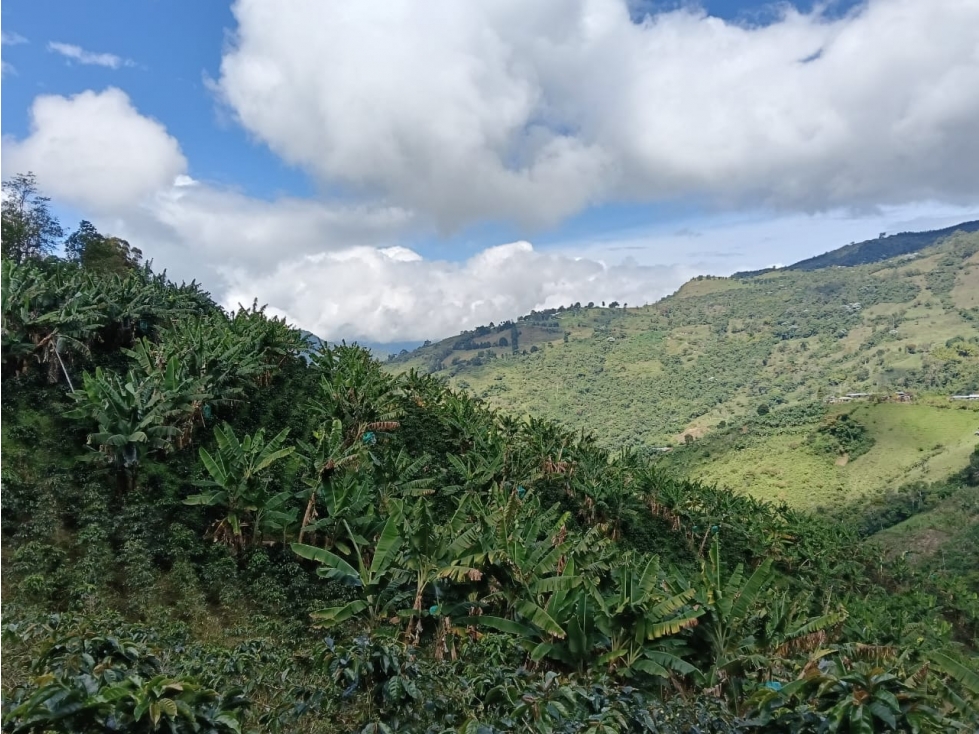 Se Vende Finca Cafetera Tecnificada En Genova, Quindío - 3