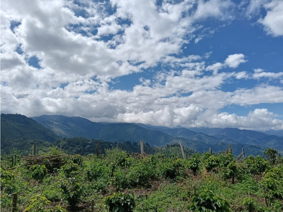 Se Vende Finca Cafetera Tecnificada En Genova, Quindío - 2