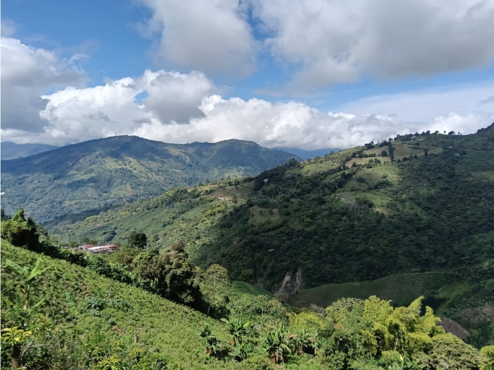 Se Vende Finca Cafetera Tecnificada En Genova, Quindío - 4
