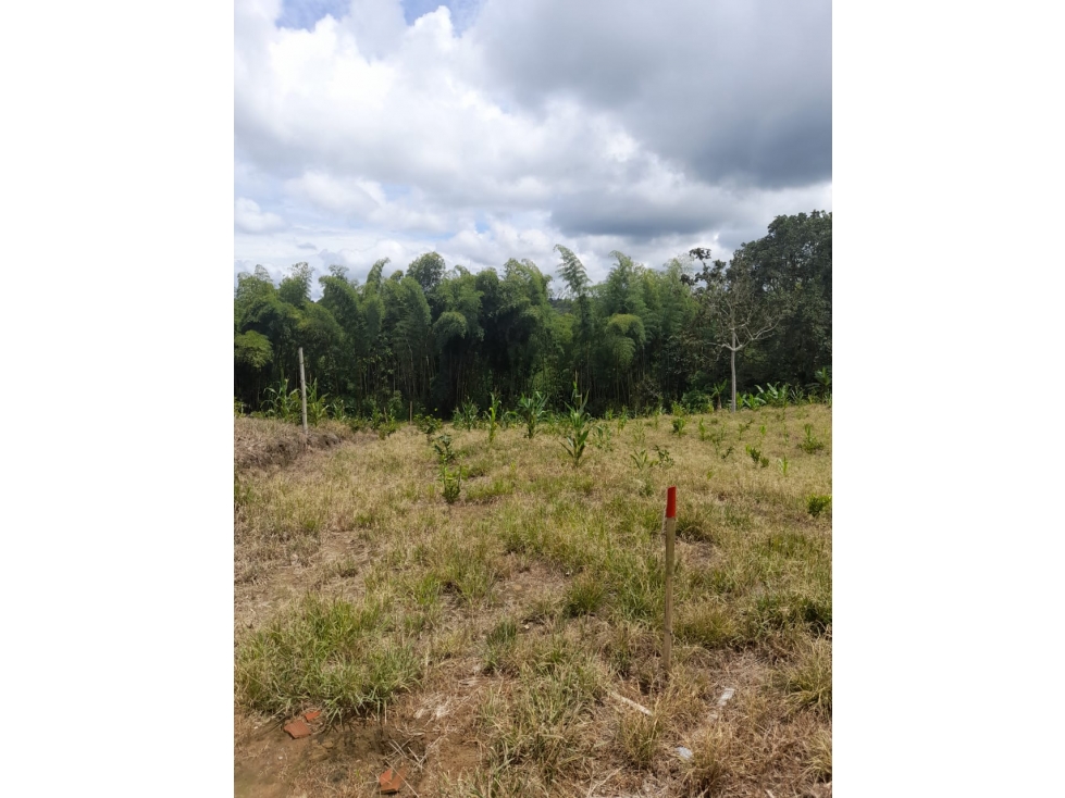 Se vende Lotes en La Tebaida Quindío - 3