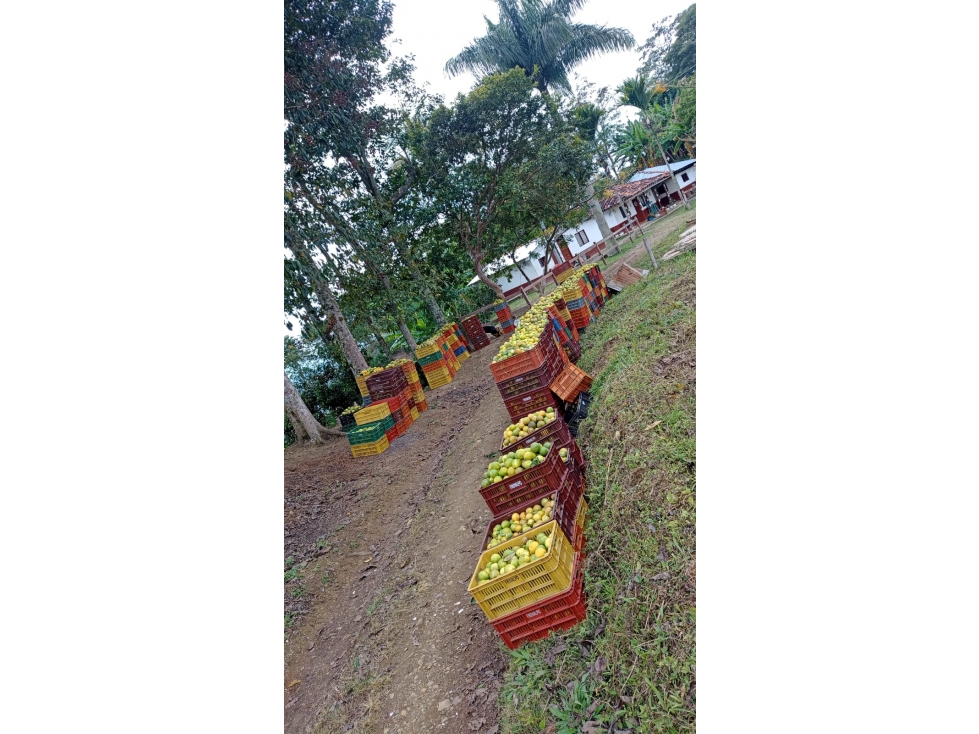 Se vende Finca Sevilla Valle del Cauca - 1