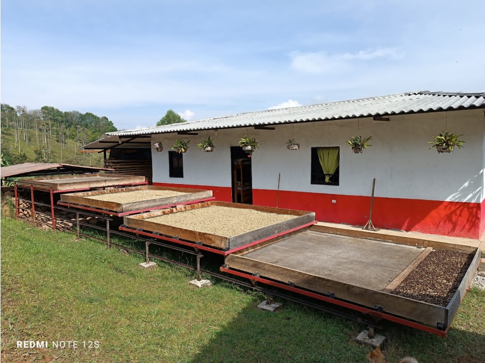Se Vende Finca Con Dos Casas, Salamina, Caldas. - 3