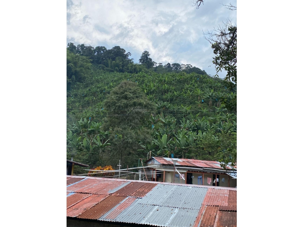 Se vende Finca En Caicedonia - Valle Del Cauca - 6