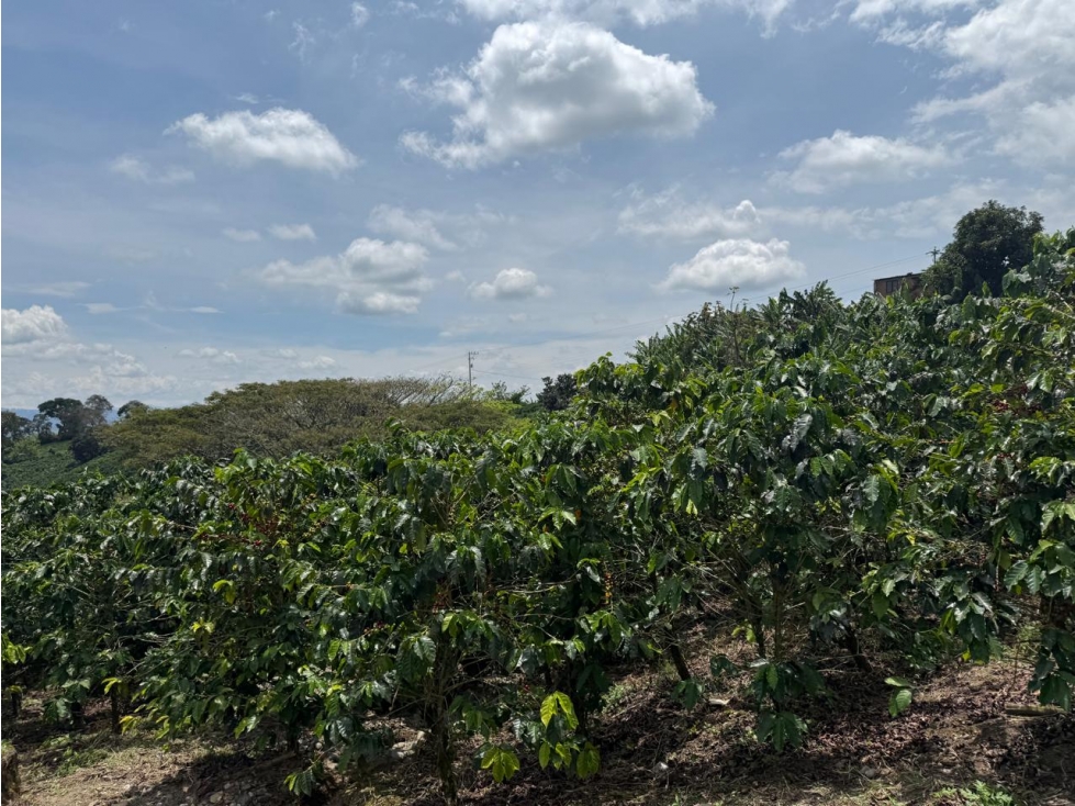 Se Vende Finca En Alcala - Valle Del Cauca - 5