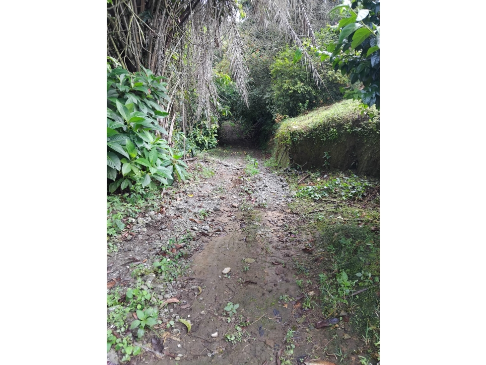 Se Vende Finca En Cordoba - Quindío — foto 3