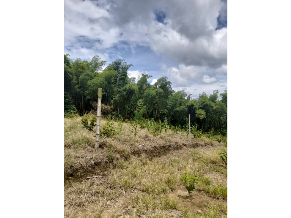 Se vende Lotes en La Tebaida Quindío - 4