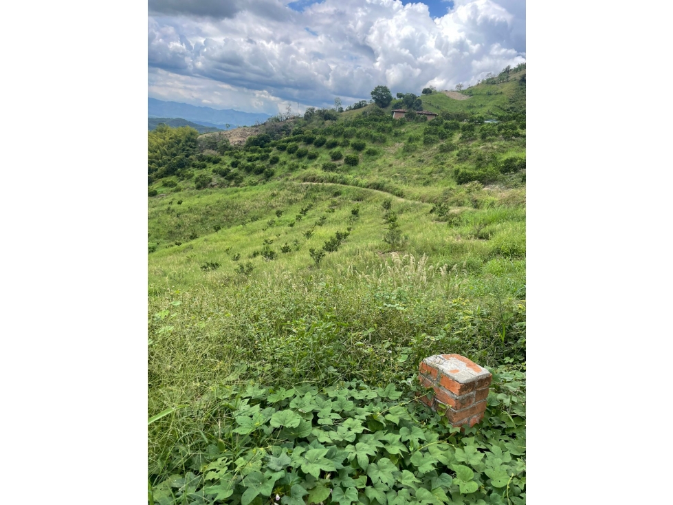 Se Vende Finca En Sevilla - Valle Del Cauca - 6