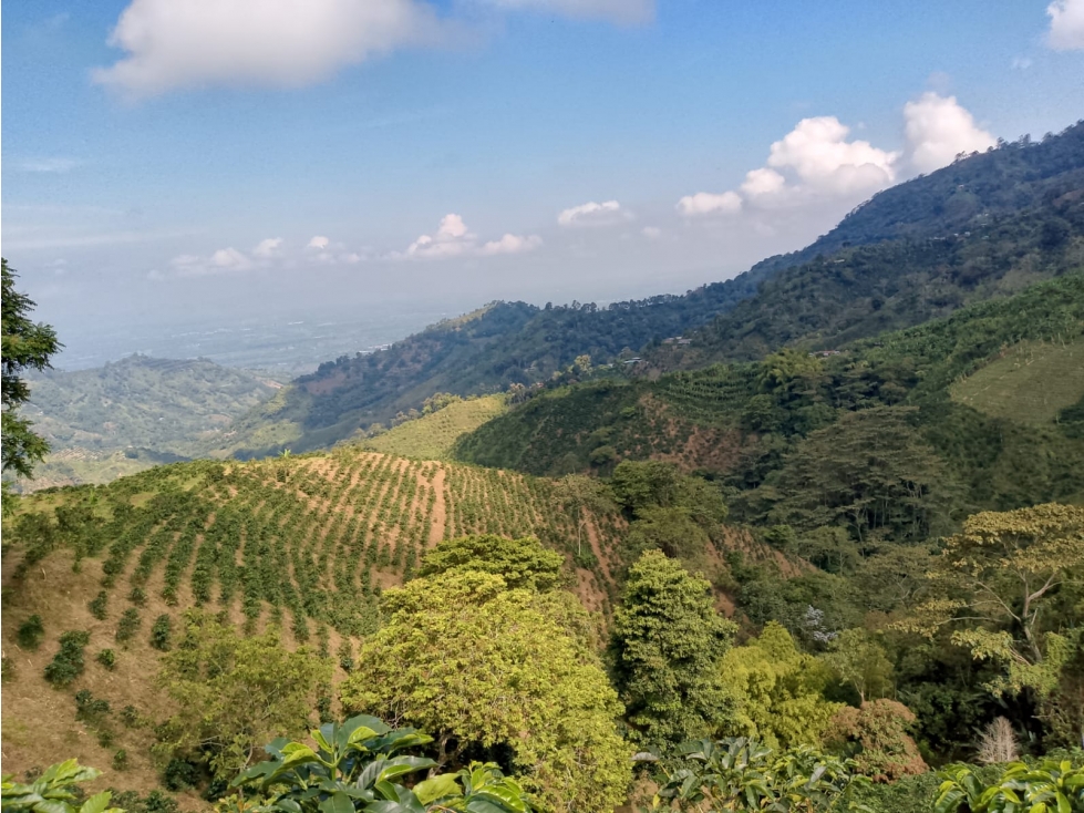 Se Vende Finca En Pijao Quindío - 2