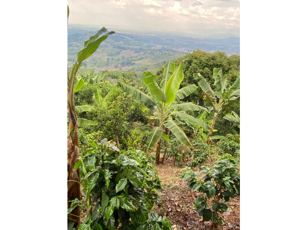 Se vende Finca En Caicedonia - Valle Del Cauca - 1
